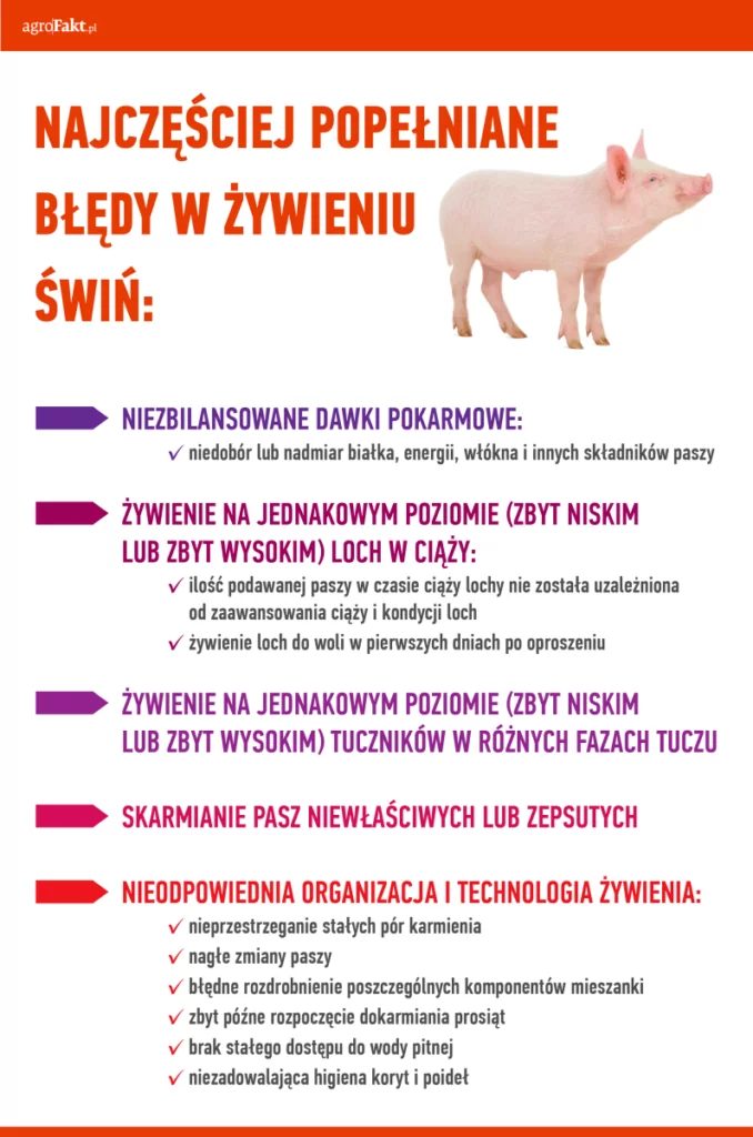 żywienie trzody chlewnej a najczęściej popełniane błędy