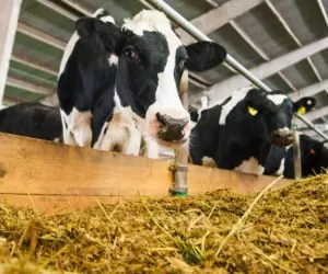 Żywienie bydła mlecznego paszami bez GMO: czy to możliwe?