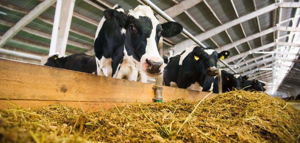 Żywienie bydła mlecznego paszami bez GMO: czy to możliwe?