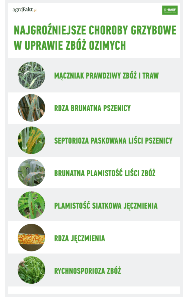 choroby grzybowe zbóż ozimych