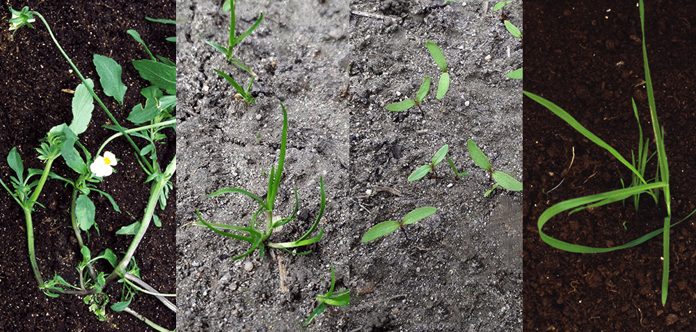 Kompletne rozwiązanie na chwasty w&nbsp;zbożach ozimych i&nbsp;jarych