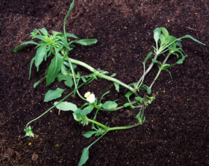 chwasty w zbożach ozimych - fiołek polny