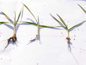 jak przezimowała pszenica