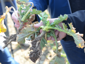 jak przezimowały uprawy rzepaku?