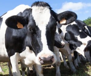 Pomoc dla producentów mleka: czy warto liczyć na wsparcie UE?