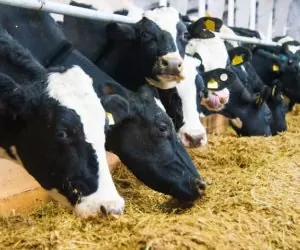 OSM Piątnica stawia na mleko bez GMO