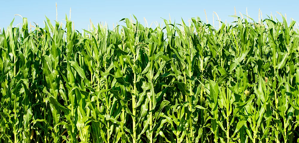 Kupno kukurydzy: im wcześniej, tym lepiej?