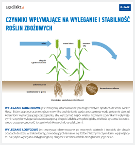 skracanie łanu a wyleganie zbóż