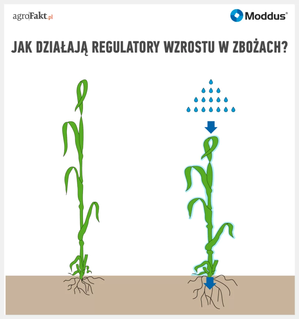 skracanie zbóż
