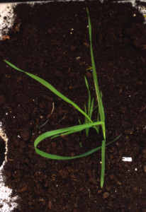 owies głuchy w zbożach