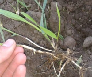 Chemiczne zwalczanie chwastów w&nbsp;uprawach zbożowych