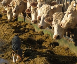 zakaz wstępu psów i kotów do budynków gospodarczych