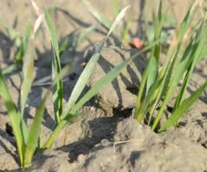 Poletka doświadczalne BASF Pągowo: jak przebiega rozwój roślin?