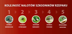 naloty szkodników rzepaku