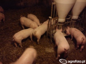 ceny skupu tuczników