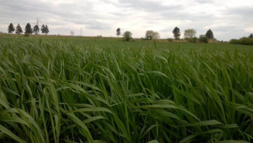 skracanie zbóż w deszczu