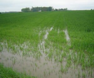 Woda dostępna dla roślin  – wszystko zależy od sposobu uprawy