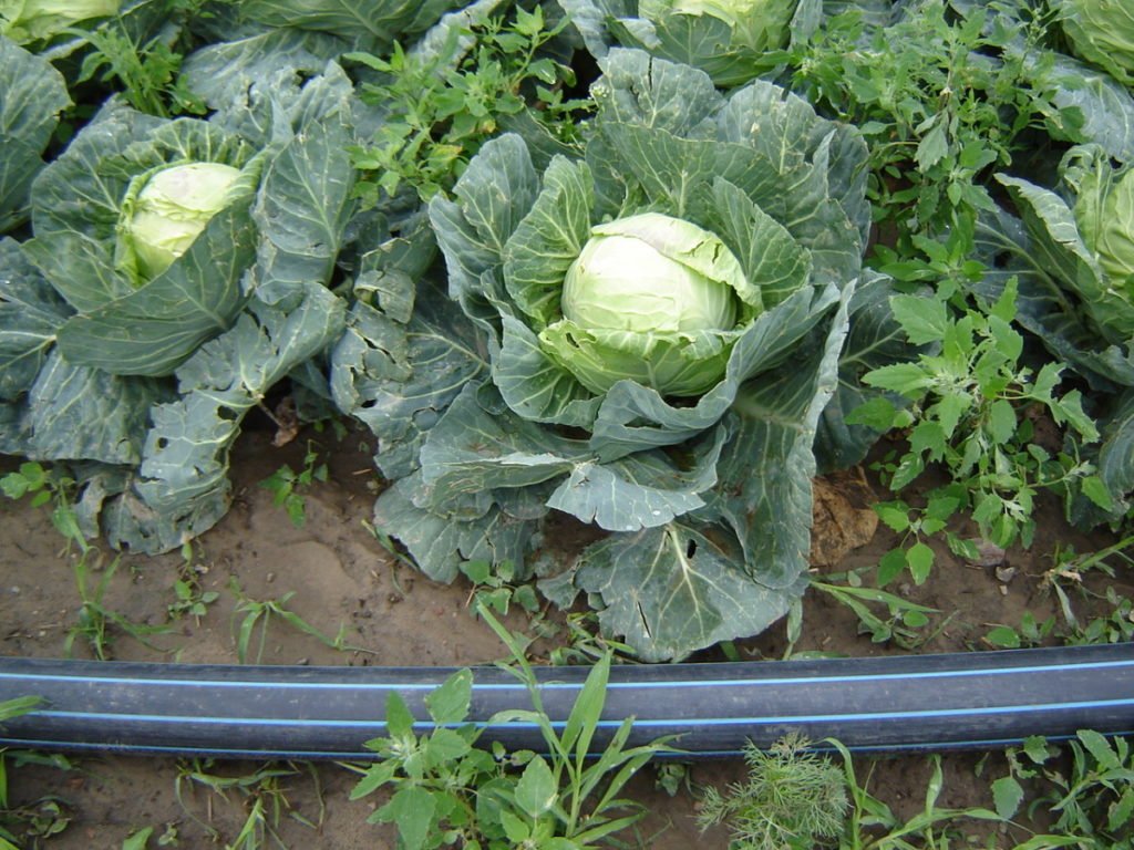 warzywa trzeba chronić przed szkodnikami