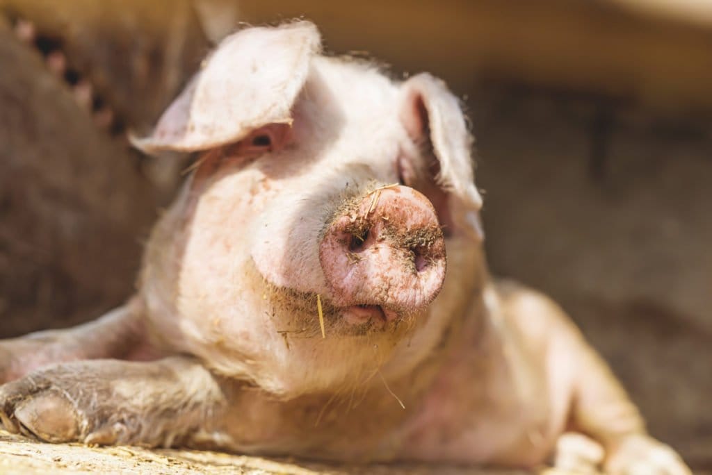 Jak preparaty drożdżowe wpływają na wyniki produkcyjne świń?