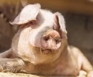 Jak preparaty drożdżowe wpływają na wyniki produkcyjne świń?