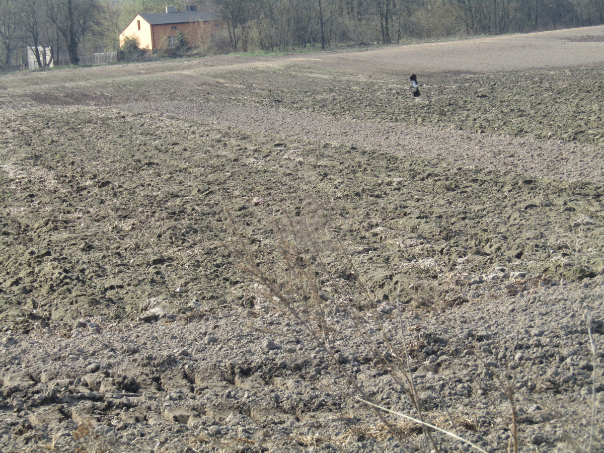 głęboka orka i często spulchniana gleba  ogranicza występowanie szkodników glebowych