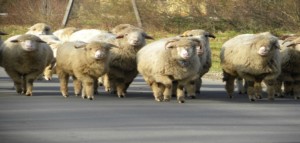 Przy tradycyjnym redyku można było przez większość roku obyć się bez ziemi(fot. Tadeusz Śmigielski)