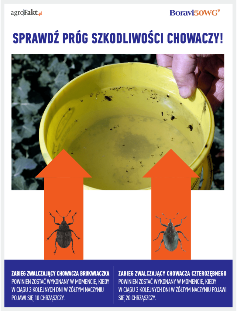 progi szkodliwości chowaczy