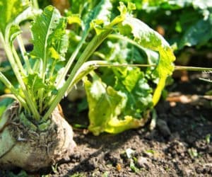 Po co i&nbsp;jak zbudować silny system korzeniowy okopowych?