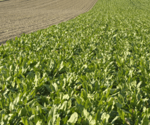 Skuteczna walka z&nbsp;chwastami w&nbsp;rzepaku ozimym i&nbsp;buraku cukrowym