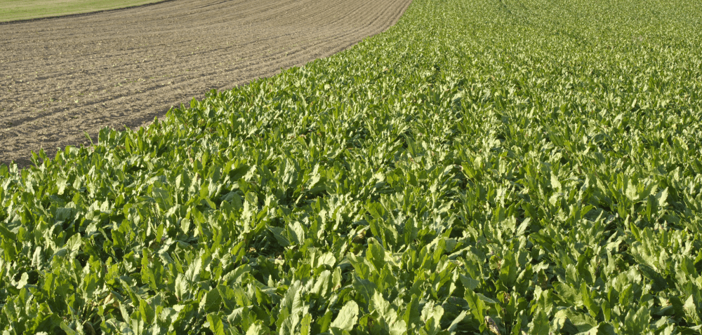 Skuteczna walka z&nbsp;chwastami w&nbsp;rzepaku ozimym i&nbsp;buraku cukrowym