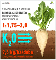 stosunek potasu i azotu w burakach cukrowych
