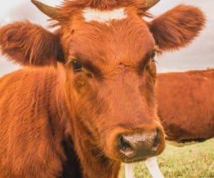 Pomoc dostosowawcza dla producentów mleka i&nbsp;świń: kończy się nabór wniosków!