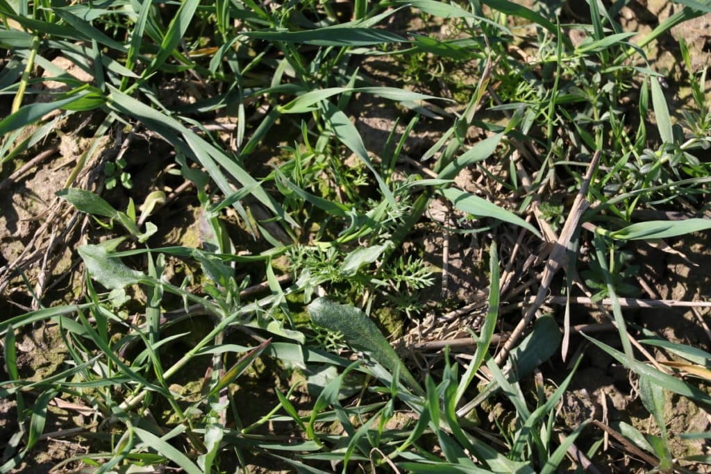 najczęstsze chwasty w zbożach