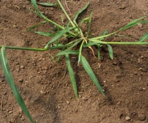 Chwasty trudne do wytępienia ze względu na fazę rozwojową – zwalczanie w&nbsp;zbożach