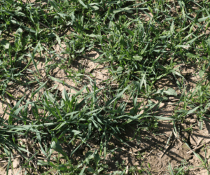 Jak wybrać herbicyd do zastosowania do fazy liścia flagowego w&nbsp;zbożach?