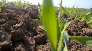 jak wybrać herbicyd