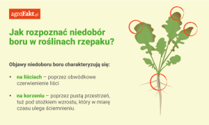 dokarmianie rzepaku