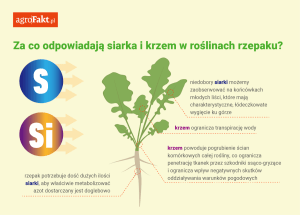 nawożenie rzepaku siarką i krzemem