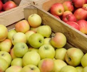 Jak sytuację na rynku jabłek oceniają sadownicy?