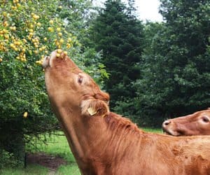 Szkoda wyrządzona przez zwierzę to problem właściciela