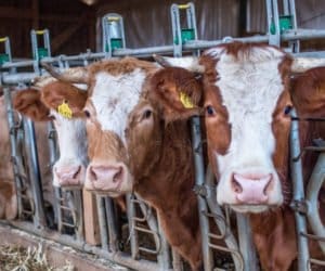 Żywienie opasów: jak wyliczyć dawkę pokarmową?