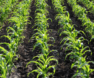 Czym zwalczać chwasty w&nbsp;kukurydzy?