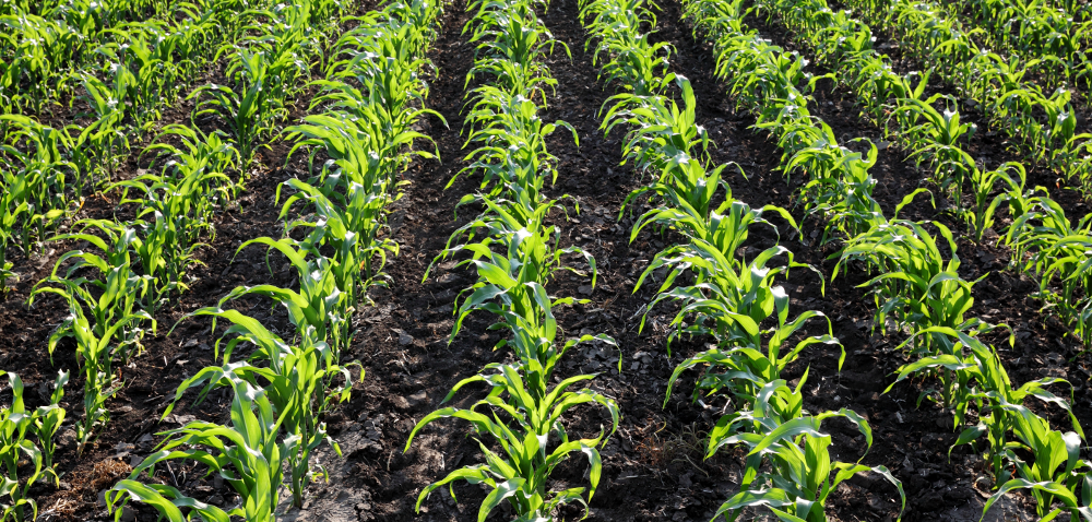 CANWIL w nawożeniu kukurydzy w uprawie na ziarno i na kiszonkę