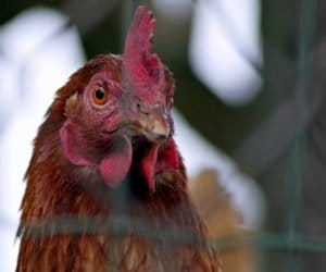 Ptasia grypa: idzie odwilż dla hodowców!