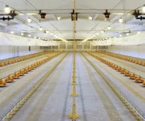 Dezynfekcja kurnika i&nbsp;chlewni: jak przeprowadzić ją prawidłowo?