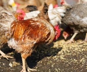 Jaka pasza pełnoporcjowa dla kur niosek w&nbsp;przydomowym chowie?