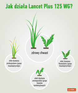lancet 125 wg - herbicyd do ochrony zbóż