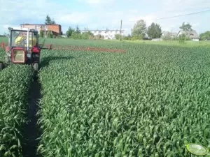 ochrona herbicydowa w fazie liścia flagowego