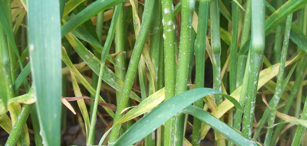 Mączniak prawdziwy zbóż i traw: kiedy zwalczanie będzie skuteczne?