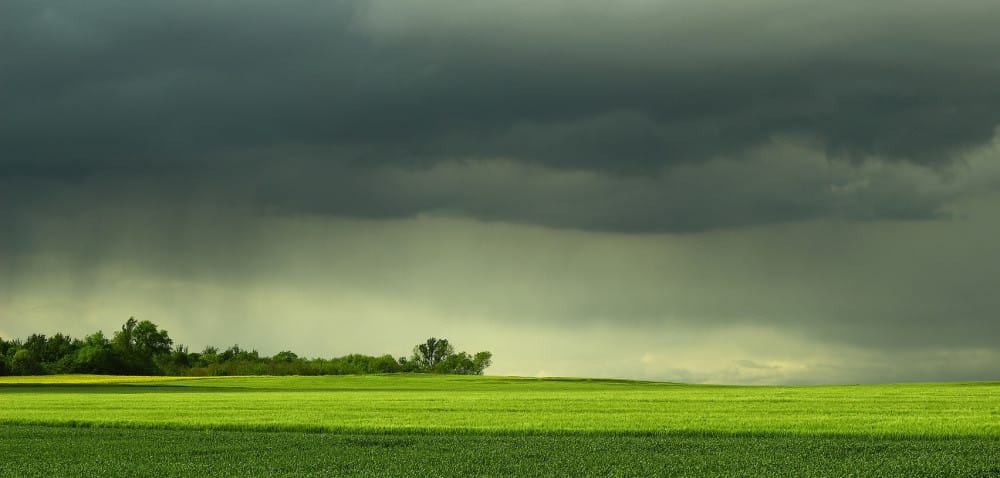 Skracanie zbóż w&nbsp;niskiej temperaturze w&nbsp;pochmurne dni